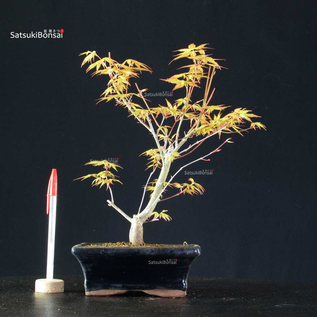 BCE-504_17-Acer-palmatum-Katsura Acero Palmato Katsura - immagine 1