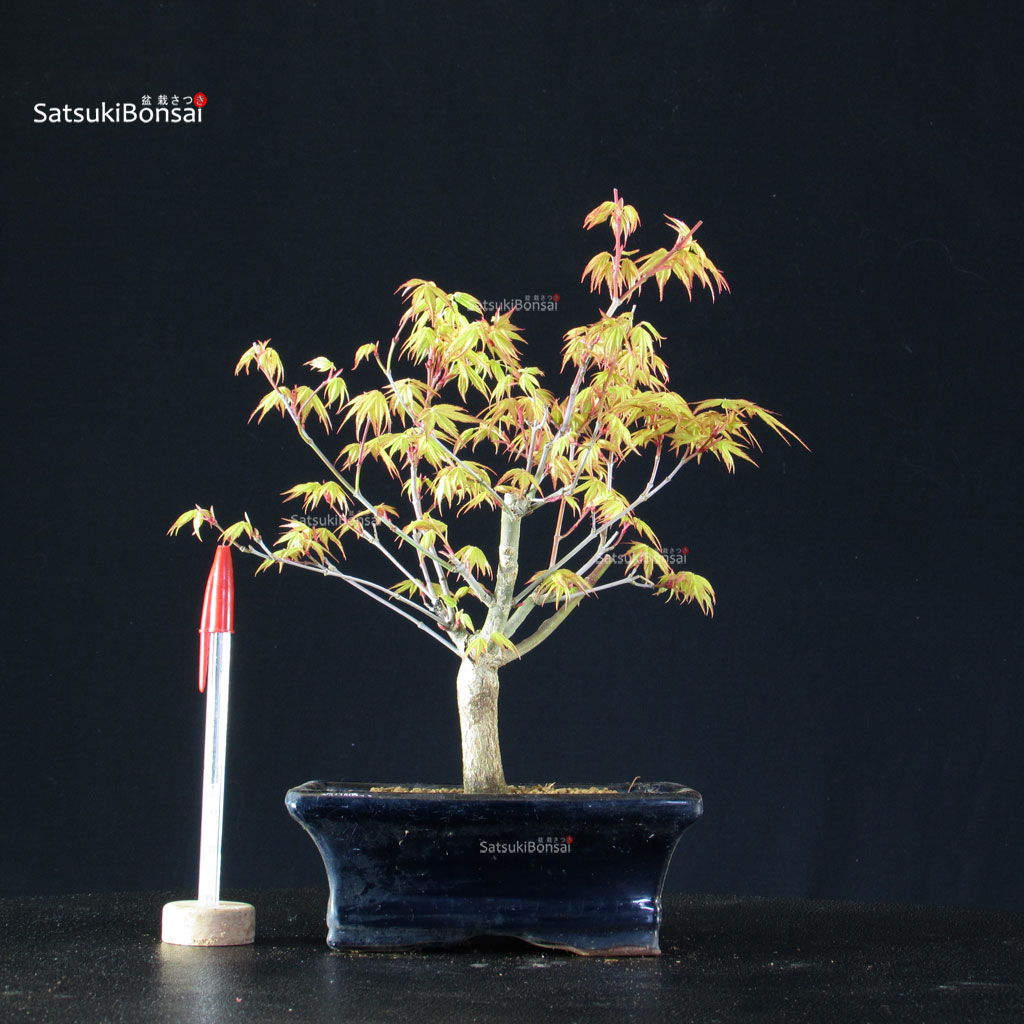 BCE-504_19-Acer-palmatum-Katsura Acero Palmato Katsura - immagine 1