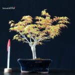 Acero Palmato Katsura