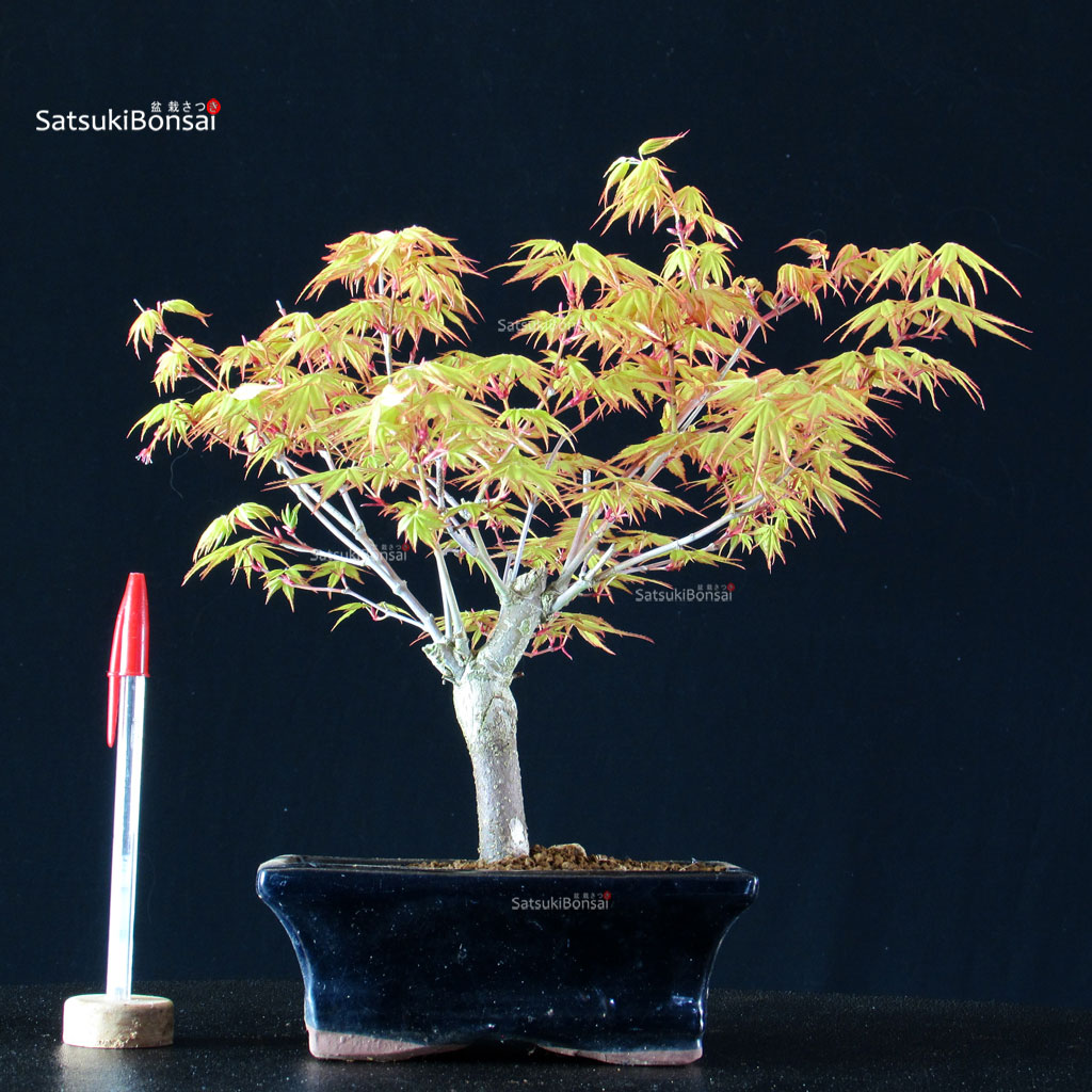 BCE-504_2-Acer-palmatum-Katsura Acero Palmato Katsura - immagine 1