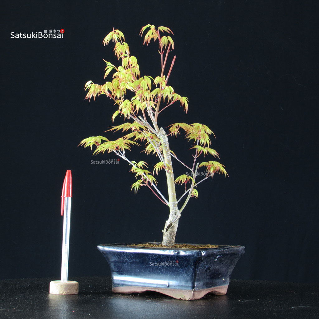 BCE-504_22-Acer-palmatum-Katsura Acero Palmato Katsura - immagine 1
