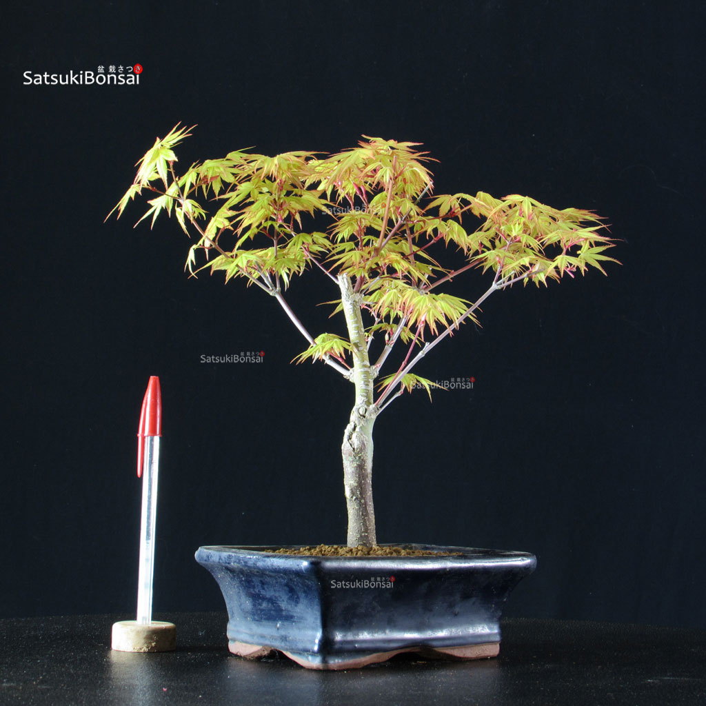BCE-504_23-Acer-palmatum-Katsura Acero Palmato Katsura - immagine 1