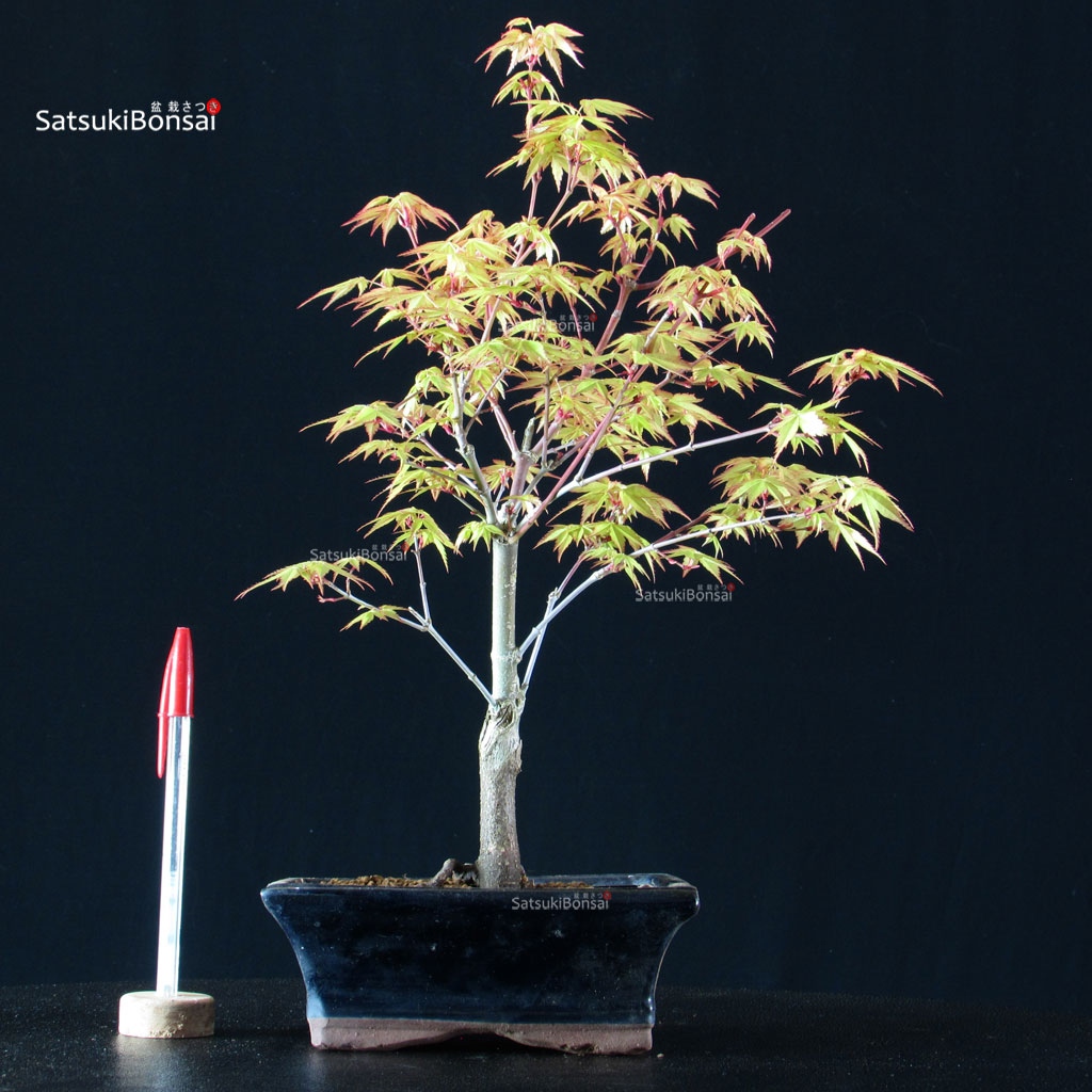 BCE-504_25-Acer-palmatum-Katsura Acero Palmato Katsura - immagine 1