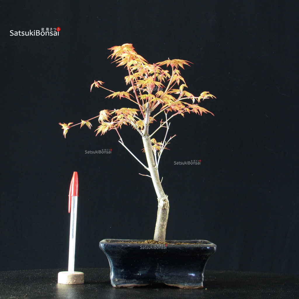 BCE-504_26-Acer-palmatum-Katsura Acero Palmato Katsura - immagine 1