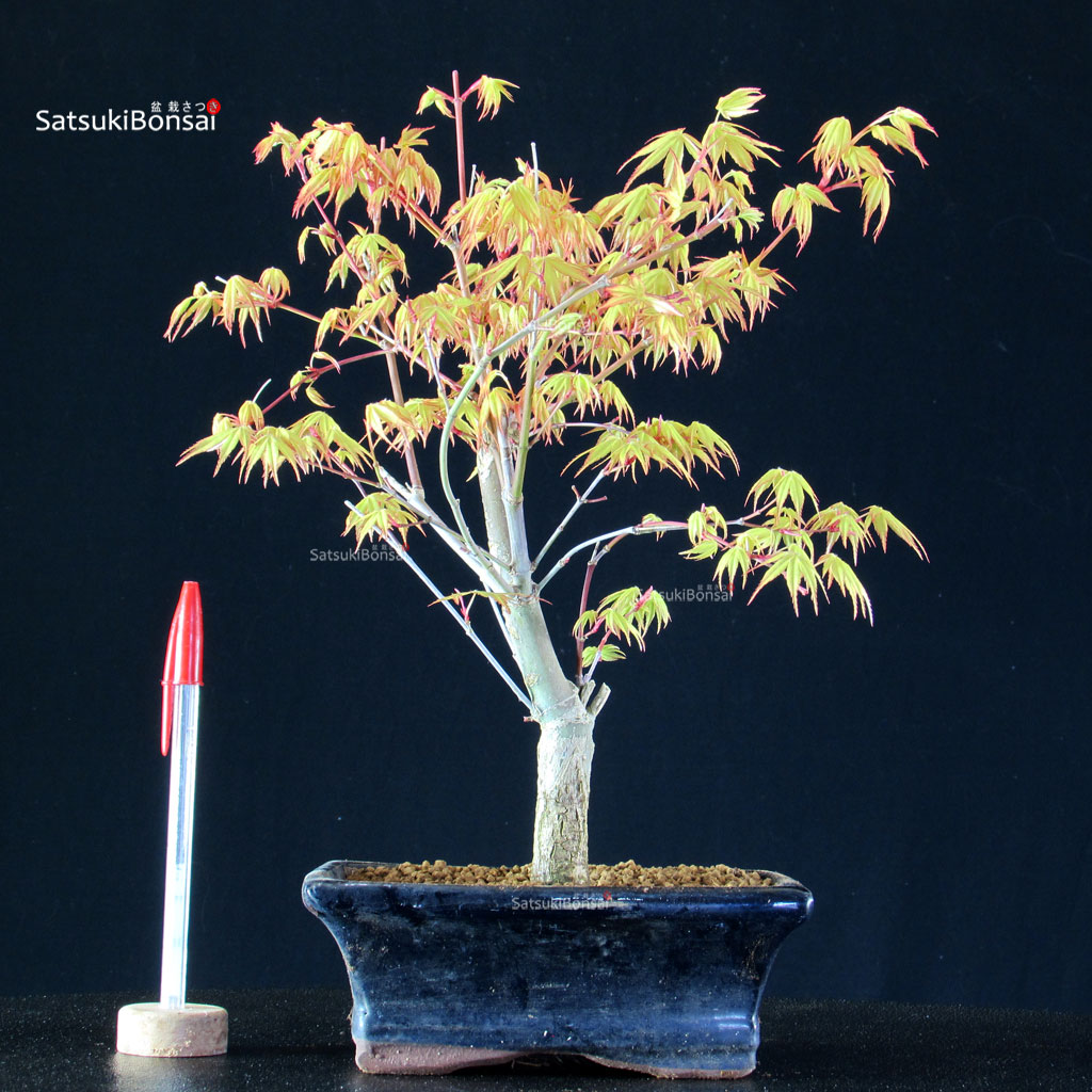 BCE-504_3-Acer-palmatum-Katsura Acero Palmato Katsura - immagine 1
