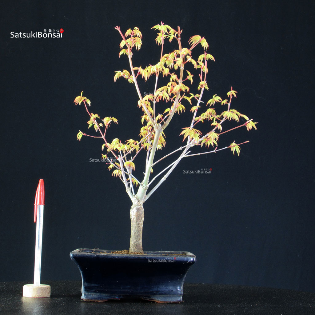 BCE-504_32-Acer-palmatum-Katsura Acero Palmato Katsura - immagine 1