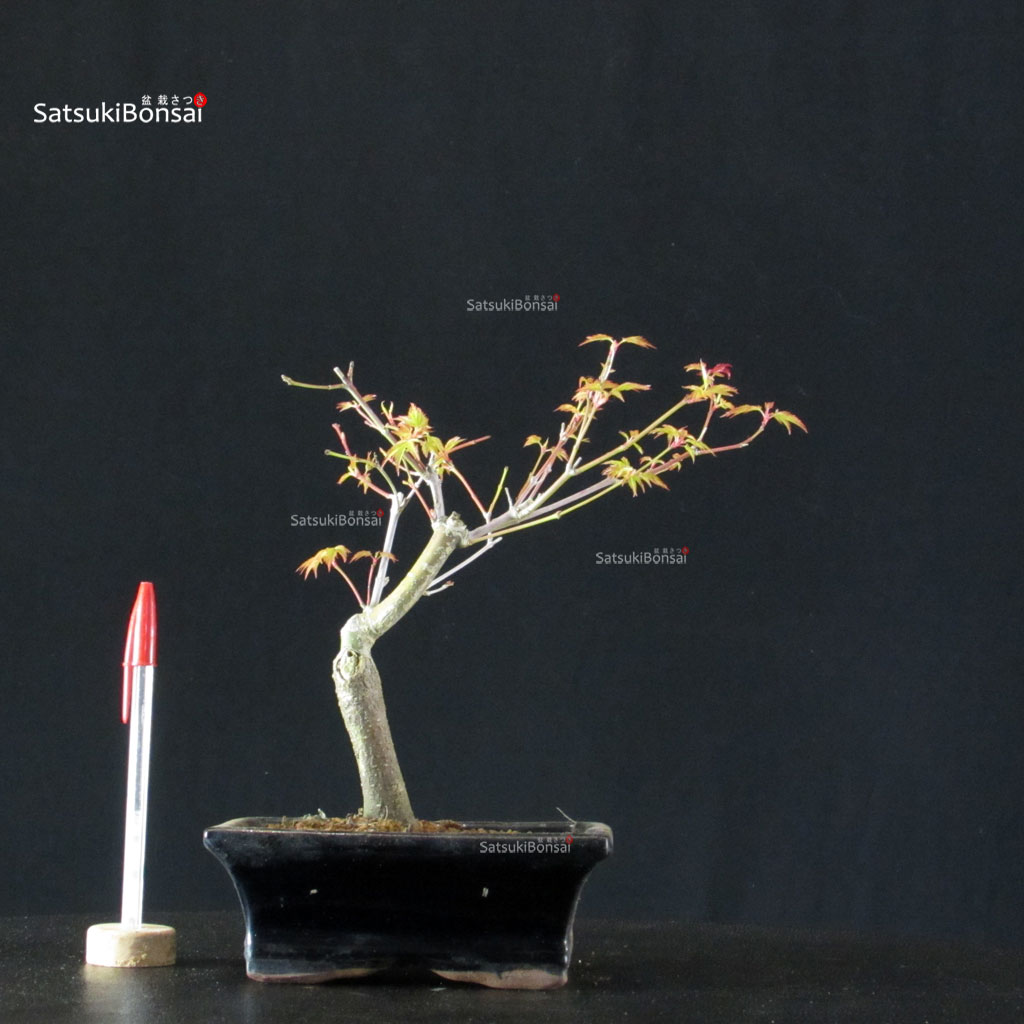 BCE-504_34-Acer-palmatum-Katsura Acero Palmato Katsura - immagine 1