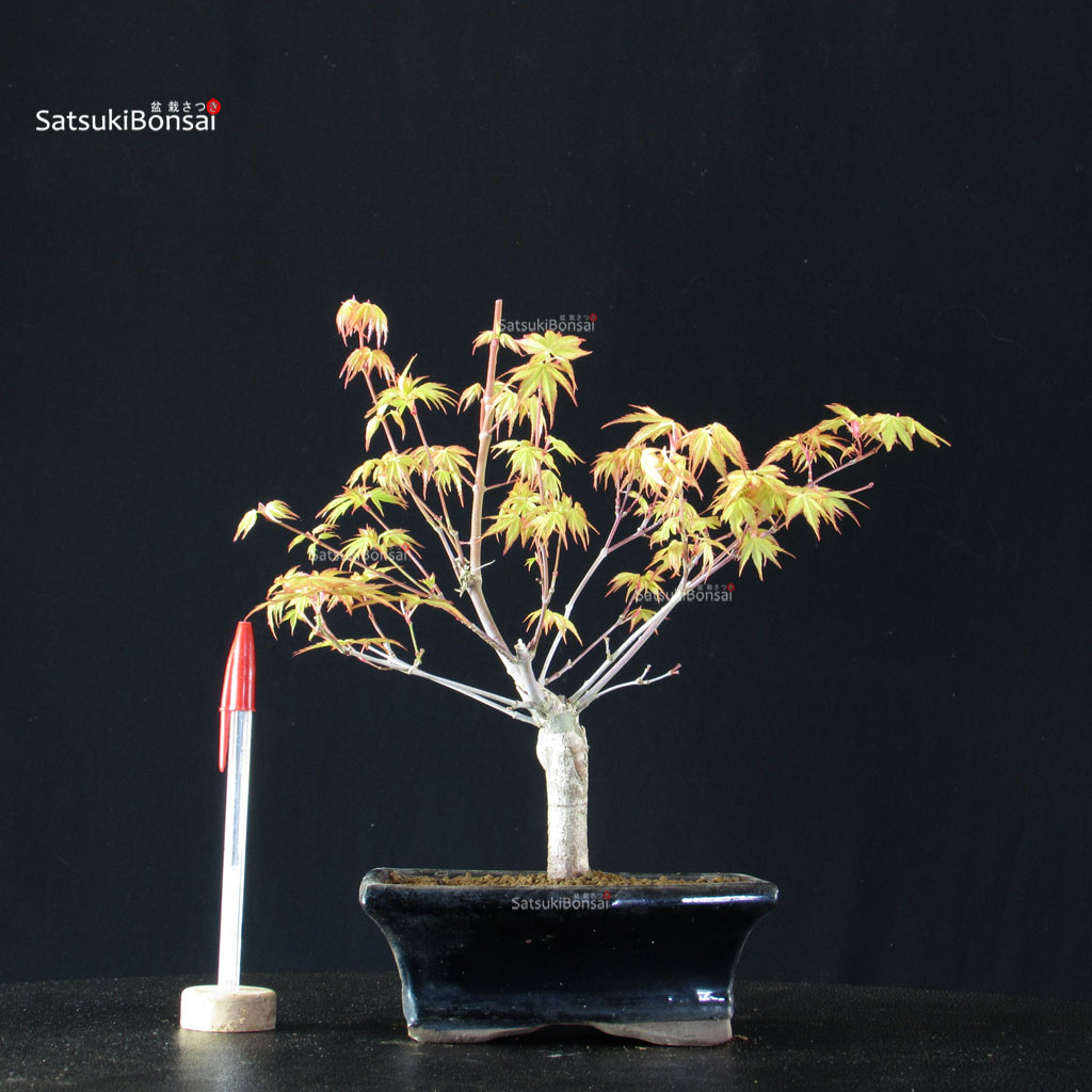 BCE-504_37-Acer-palmatum-Katsura Acero Palmato Katsura - immagine 1