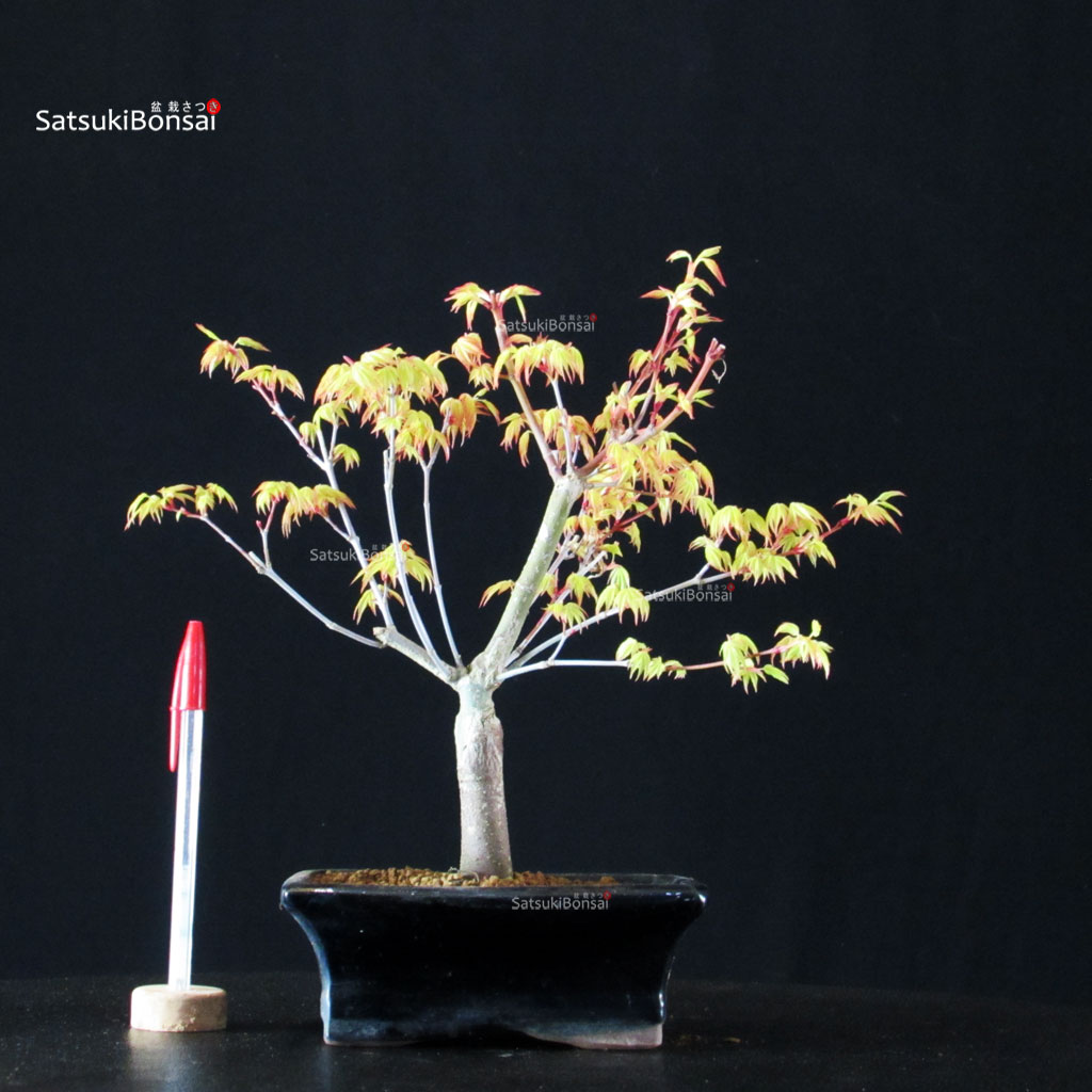 BCE-504_38-Acer-palmatum-Katsura Acero Palmato Katsura - immagine 1