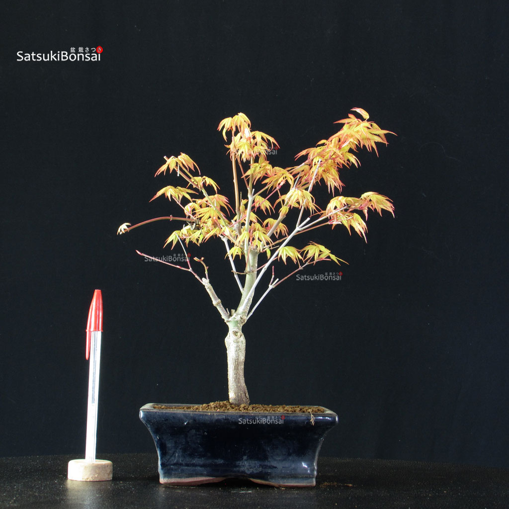 BCE-504_42-Acer-palmatum-Katsura Acero Palmato Katsura - immagine 1