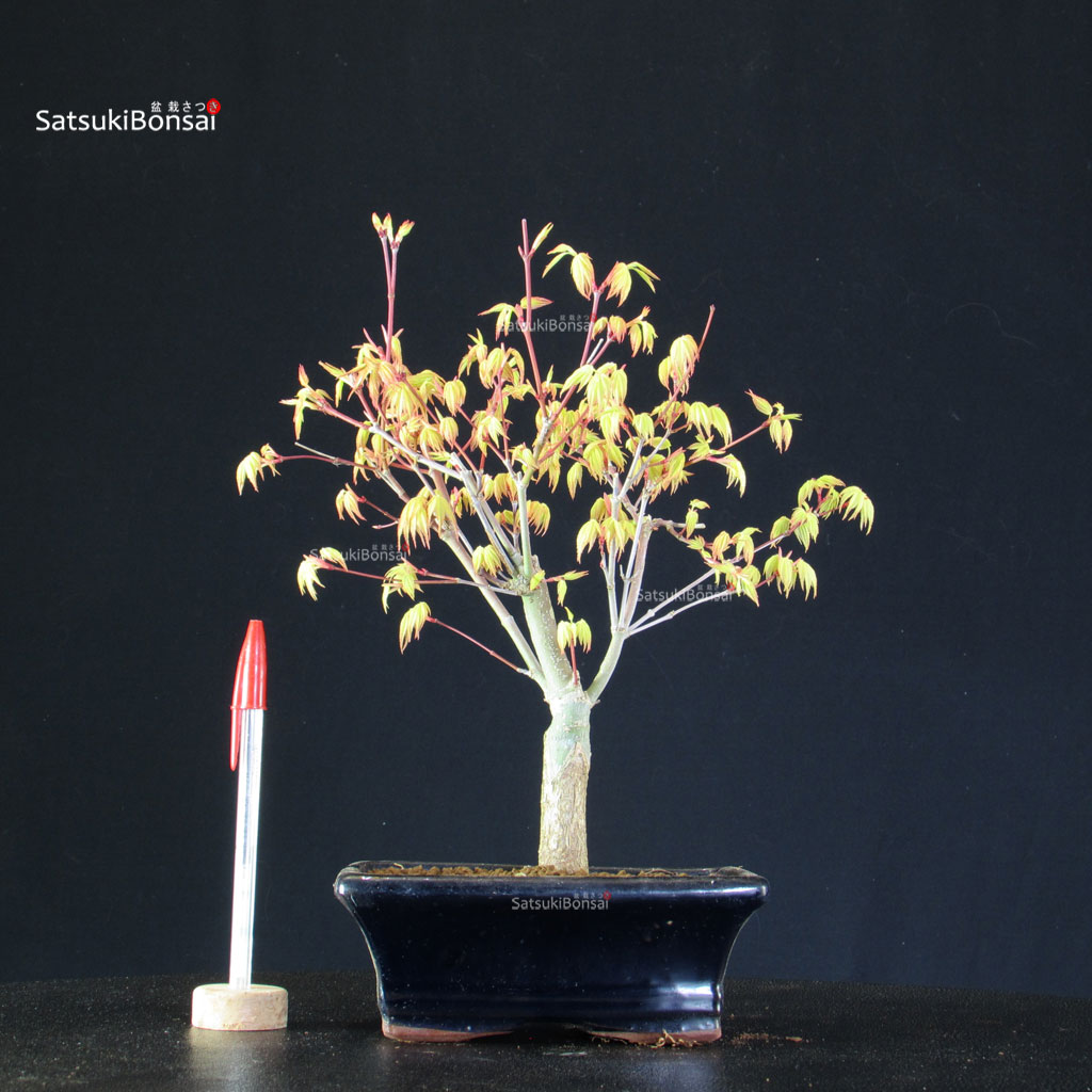 BCE-504_43-Acer-palmatum-Katsura Acero Palmato Katsura - immagine 1