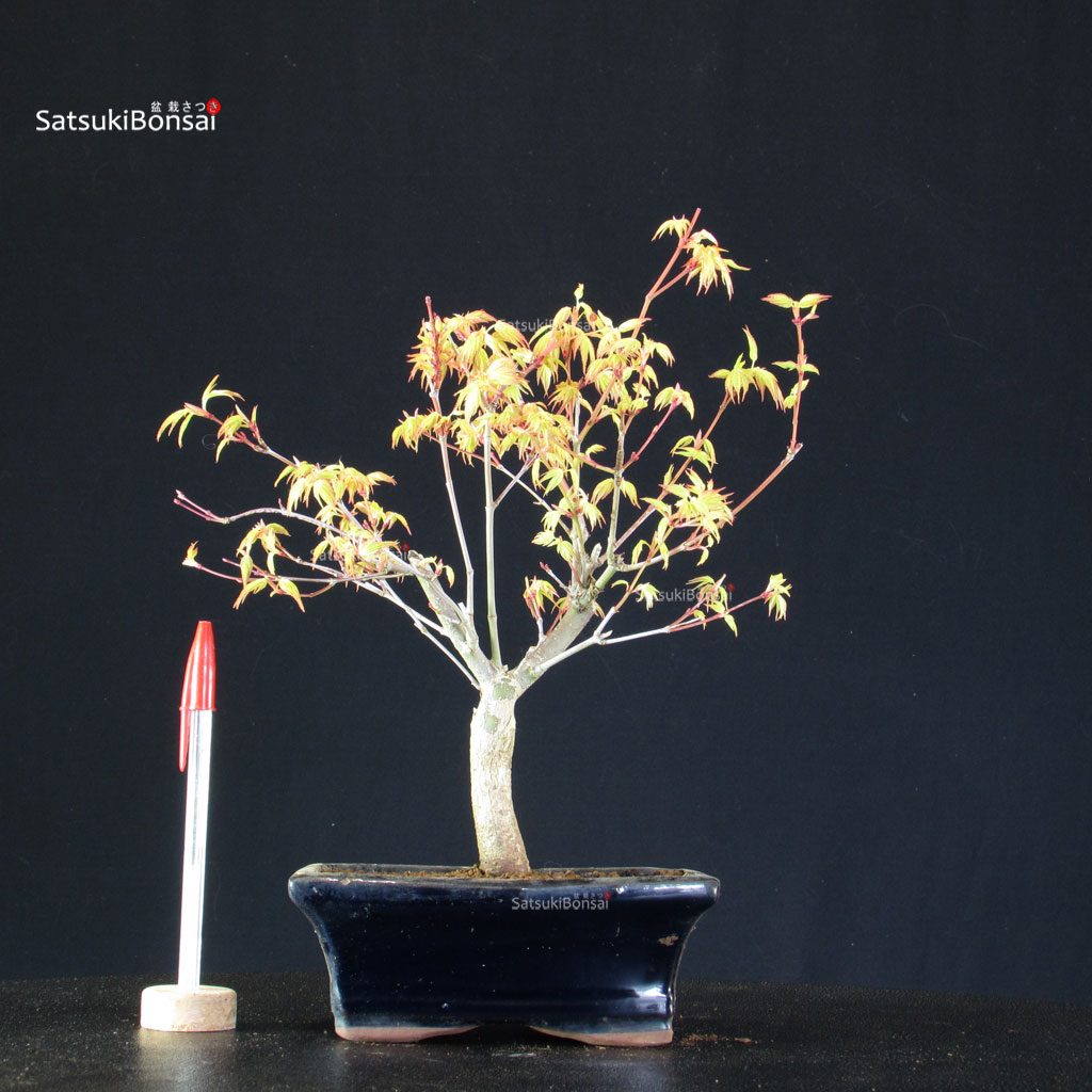 BCE-504_45-Acer-palmatum-Katsura Acero Palmato Katsura - immagine 1