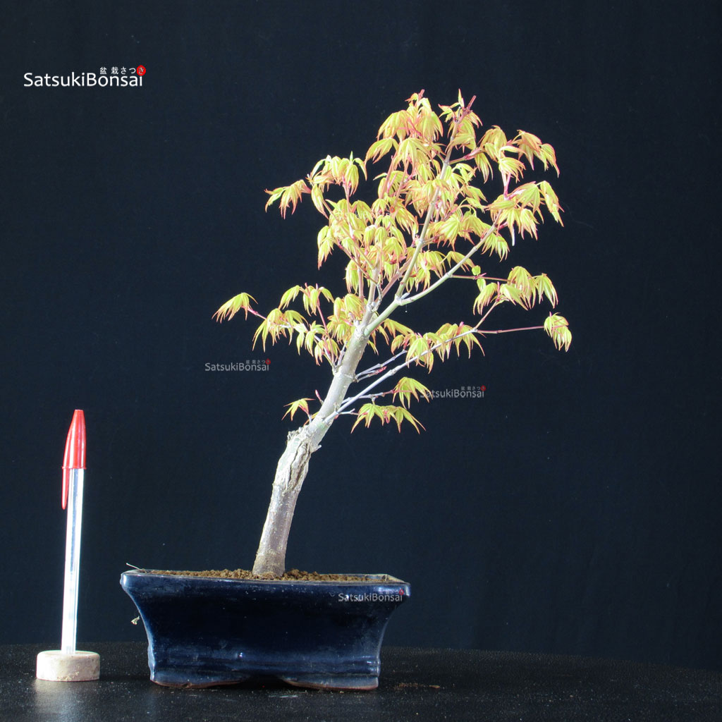 BCE-504_46-Acer-palmatum-Katsura Acero Palmato Katsura - immagine 1