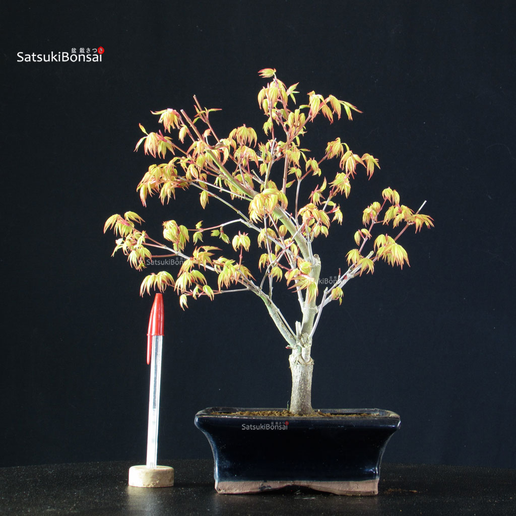 BCE-504_47-Acer-palmatum-Katsura Acero Palmato Katsura - immagine 1