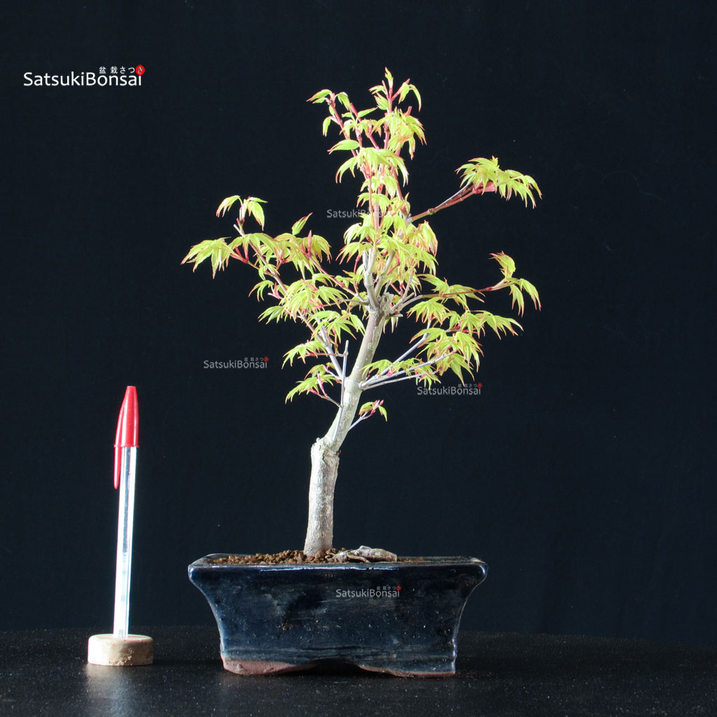 BCE-504_6-Acer-palmatum-Katsura Acero Palmato Katsura - immagine 1
