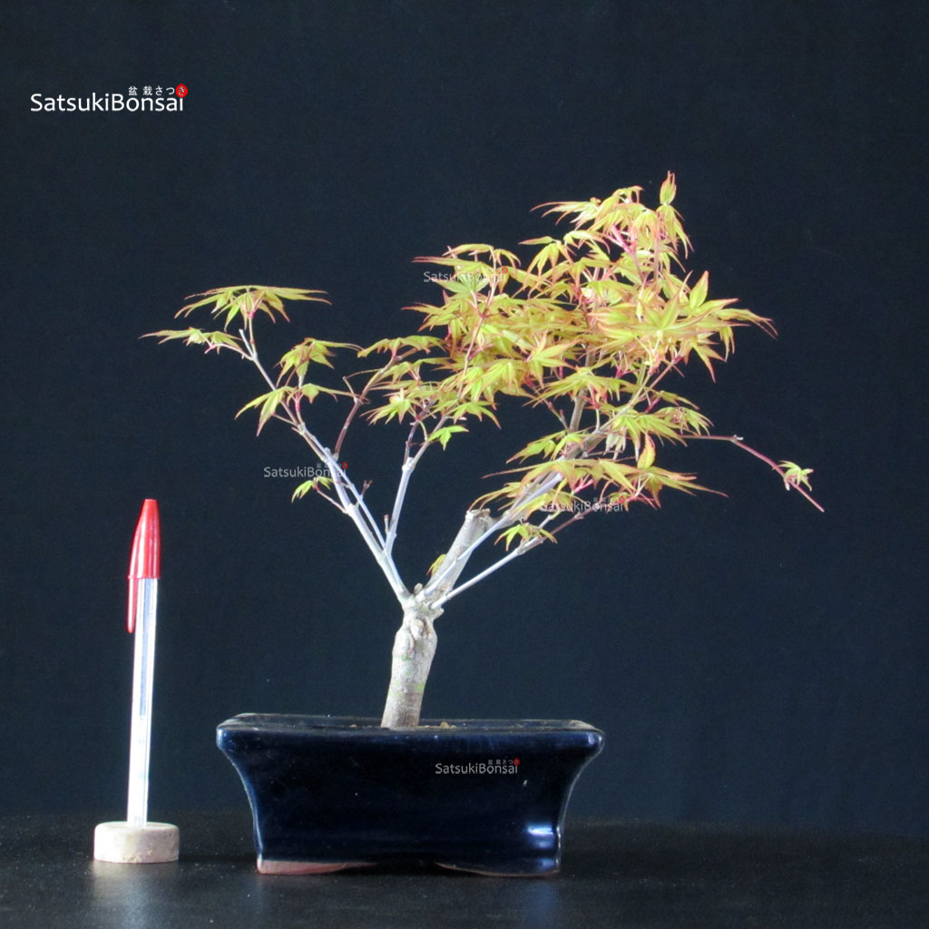 BCE-504_7-Acer-palmatum-Katsura Acero Palmato Katsura - immagine 1