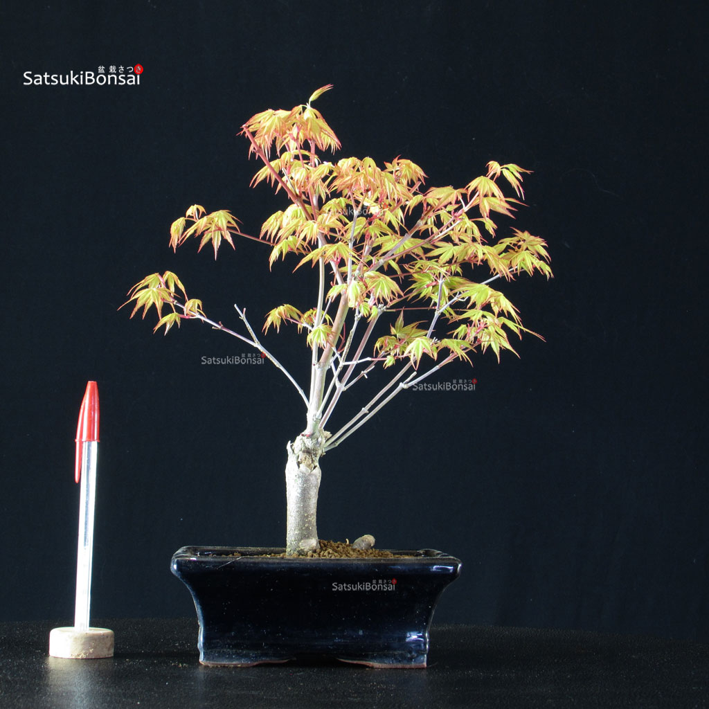 BCE-504_8-Acer-palmatum-Katsura Acero Palmato Katsura - immagine 1