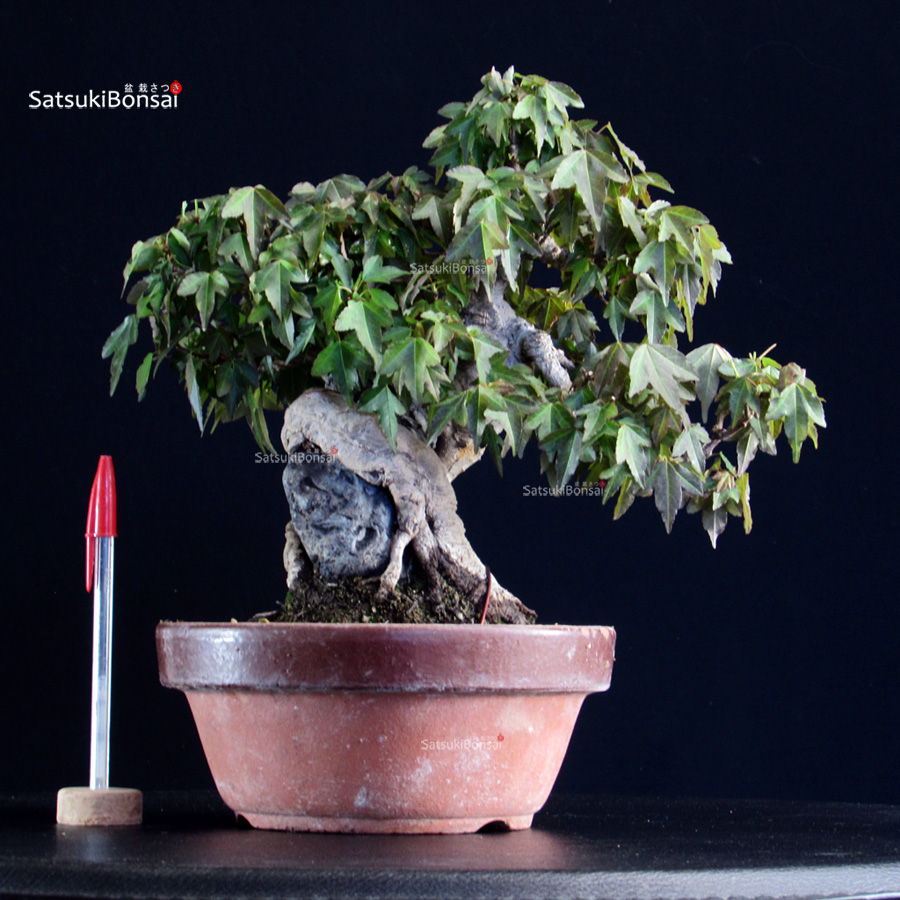 CV-26018_1-Acer-buergerianum-taishoen Acer Buergerianum - Kaede - immagine 1