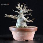 Acer Buergerianum - Kaede - immagine 7