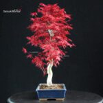 Acero palmato var. Deshojo - immagine 2