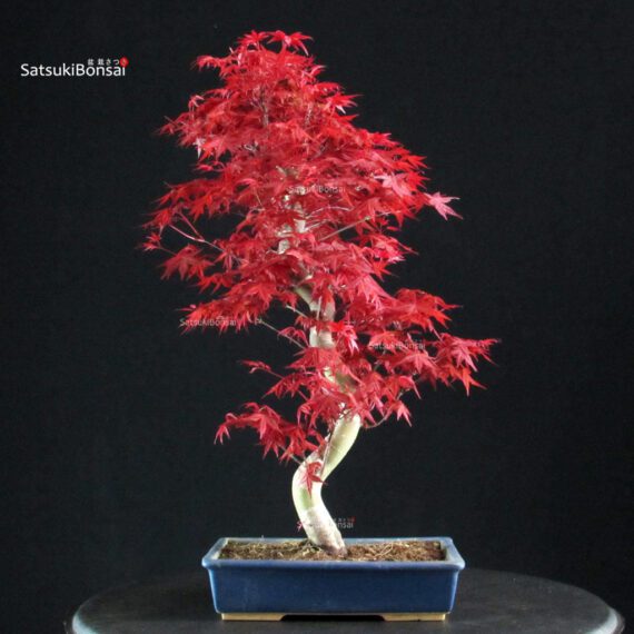 Acero palmato var. Deshojo - immagine 3