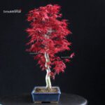 Acero palmato var. Deshojo - immagine 4
