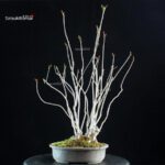 Rhus Succedanea