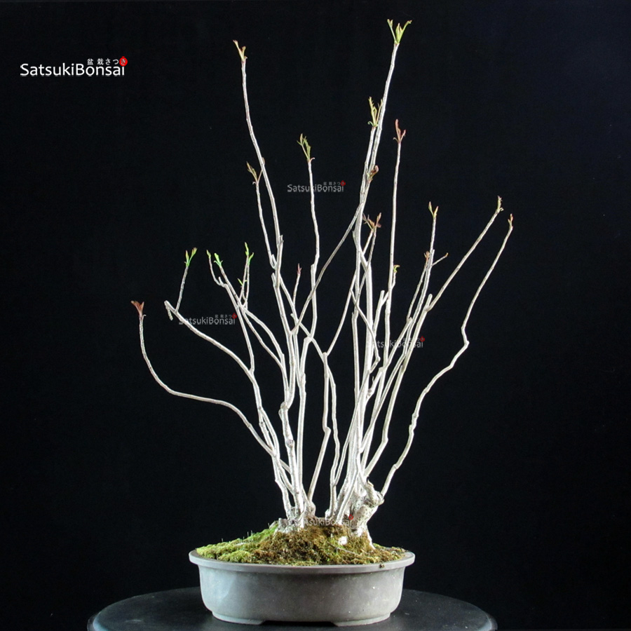 5874_1-Rhus Succedanea Rhus Succedanea - immagine 1