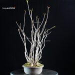 Rhus Succedanea - immagine 2