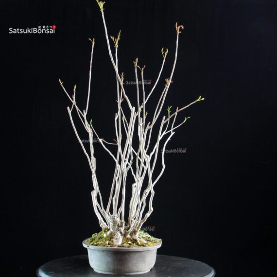 Rhus Succedanea - immagine 2