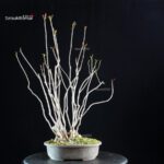 Rhus Succedanea - immagine 3