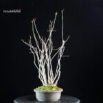 Rhus Succedanea - immagine 4