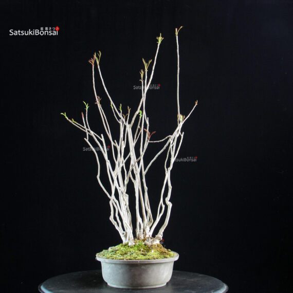 Rhus Succedanea - immagine 4