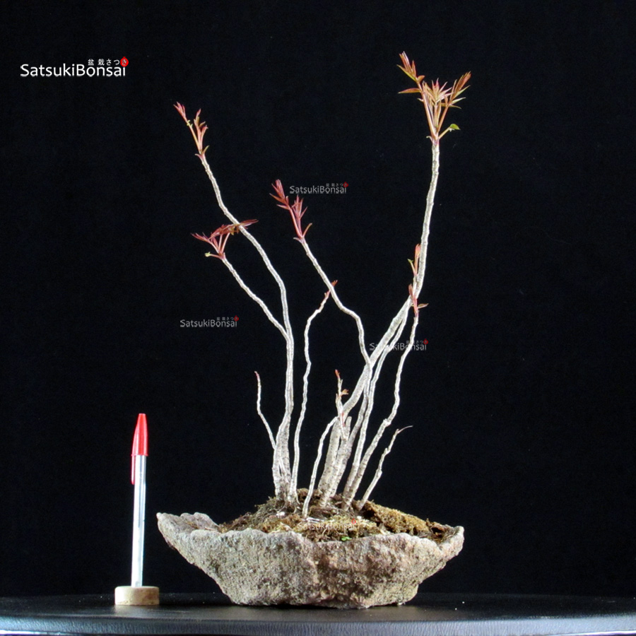 5878_1-Rhus Succedanea Rhus Succedanea - immagine 1