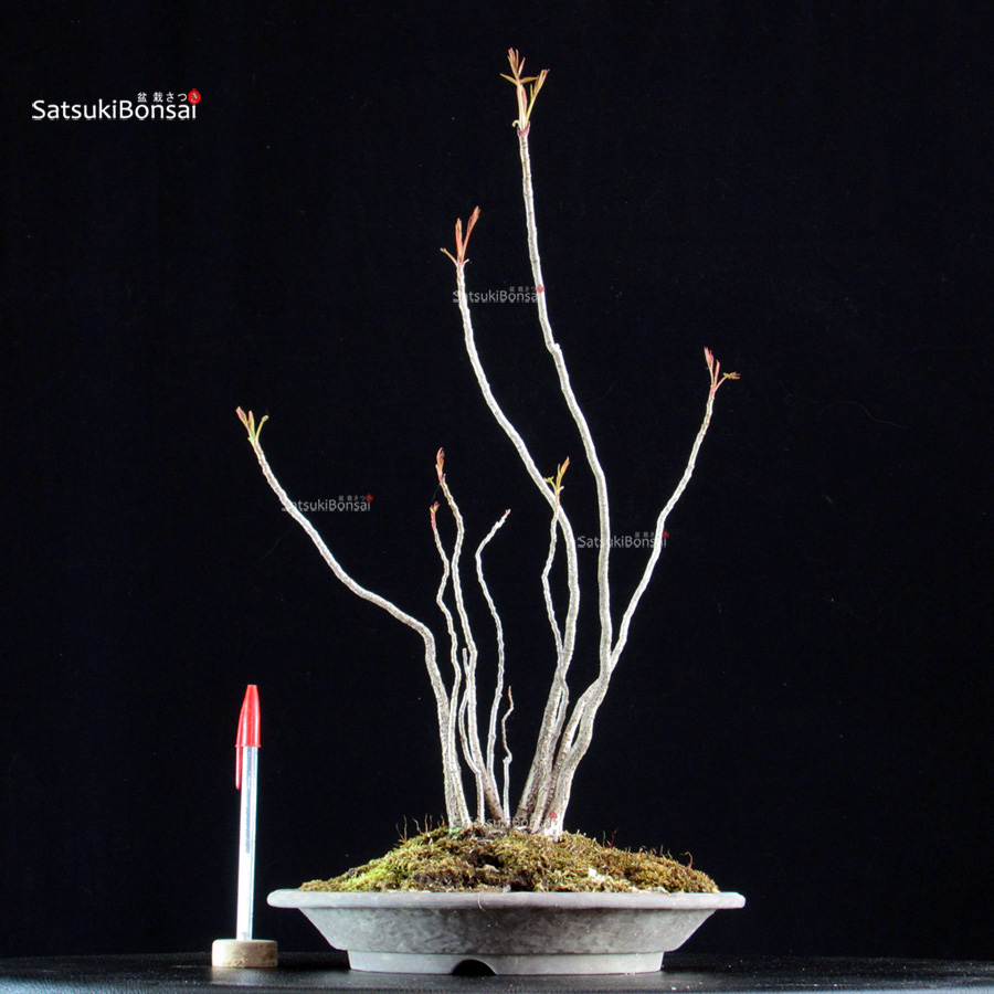 5881_1-Rhus Succedanea Rhus Succedanea - immagine 1