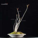 Rhus Succedanea - immagine 3