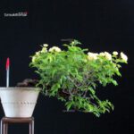 Rosa Banksiae Lutea