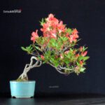 Azalea Satsuki KINPAI