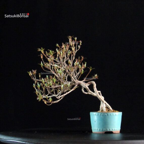 Azalea Satsuki KINPAI - immagine 8