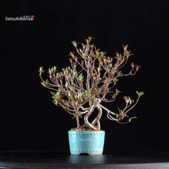 Azalea Satsuki KINPAI - immagine 7
