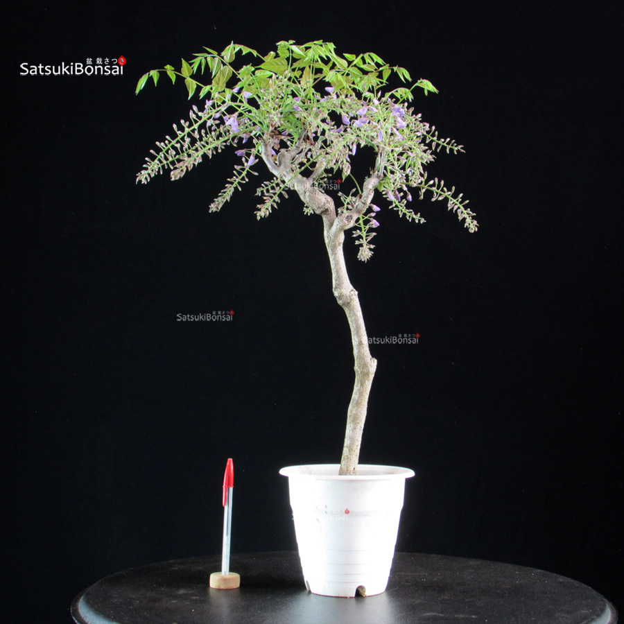 5988_1-Wisteria floribunda glicine Glicine - Wisteria floribunda - immagine 1