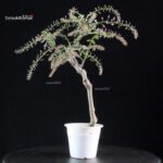 Glicine - Wisteria floribunda - immagine 3