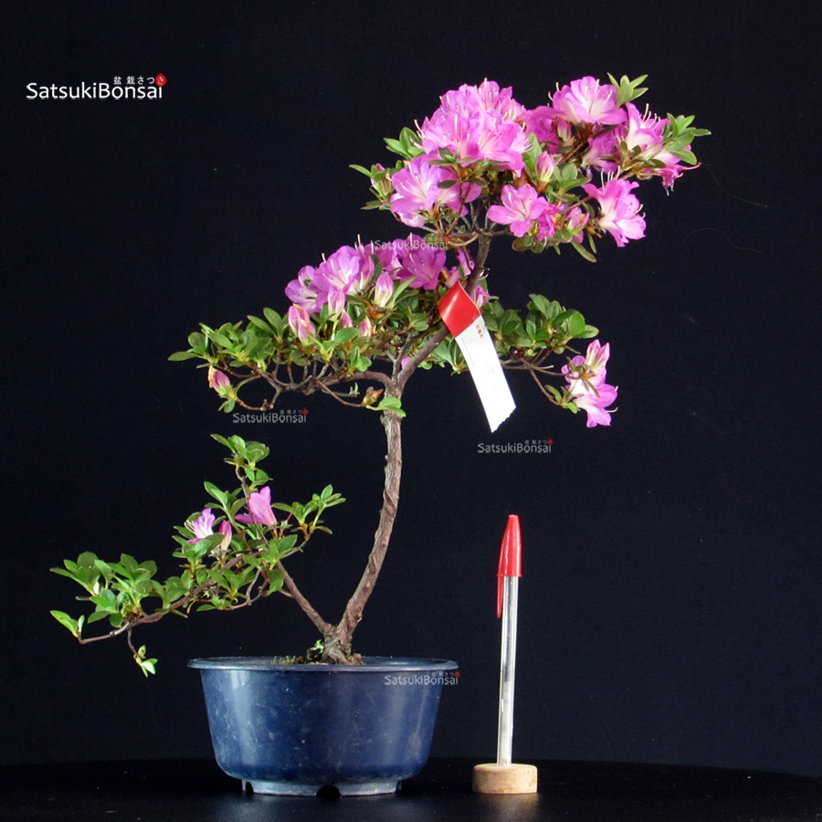 6000_1-Rhododendron indicum Azalea Satsuki Spp. - immagine 1