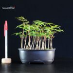 Rhus Succedanea