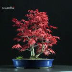 Acero palmato var. Deshojo - immagine 4