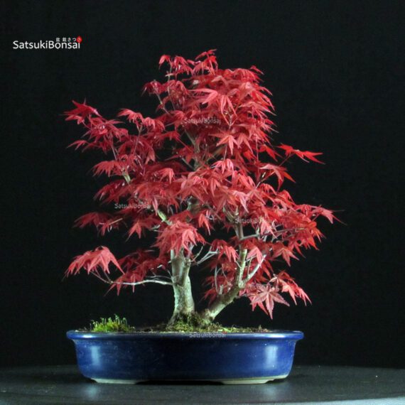 Acero palmato var. Deshojo - immagine 4