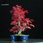 Acero palmato var. Deshojo - immagine 3