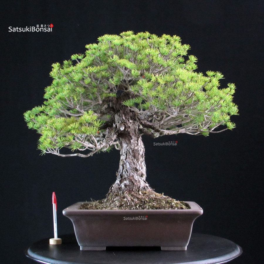 6180_1-Pinus pentaphylla Yatsubusa Pinus Pentaphylla Yatsubusa - Goyomatsu - immagine 1
