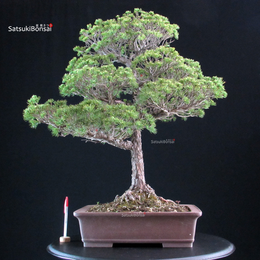 6181_1-Pinus pentaphylla Yatsubusa Pinus Pentaphylla Yatsubusa - Goyomatsu - immagine 1