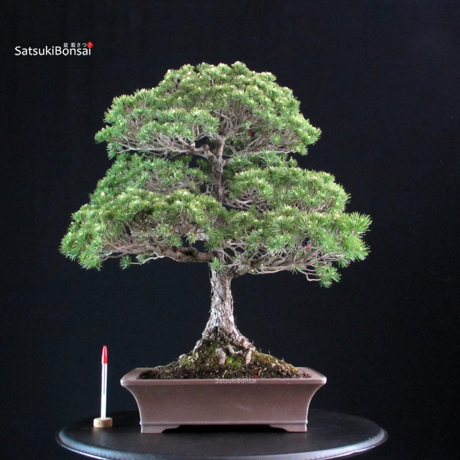 6182_1-Pinus pentaphylla Yatsubusa Pinus Pentaphylla Yatsubusa - Goyomatsu - immagine 1